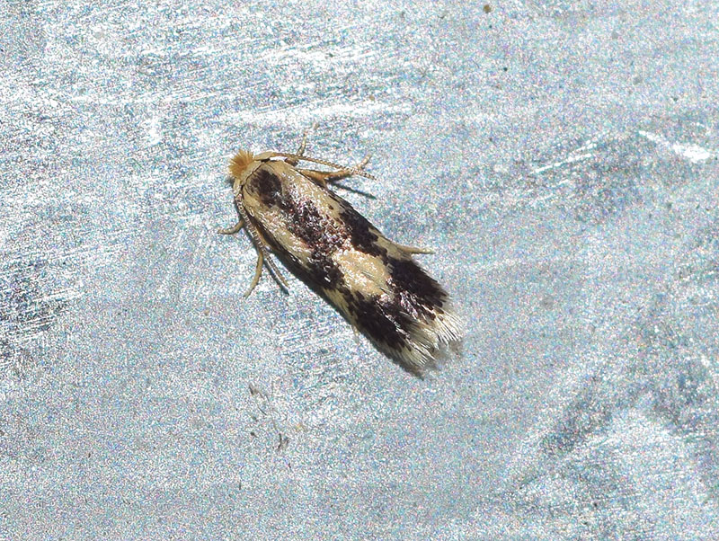 Larva di Nepticulidae e adulto di Stigmella trimaculella